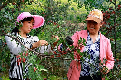 2019武都花椒產(chǎn)銷對接（電商）洽談會(huì)在階州廣場隆重開幕~